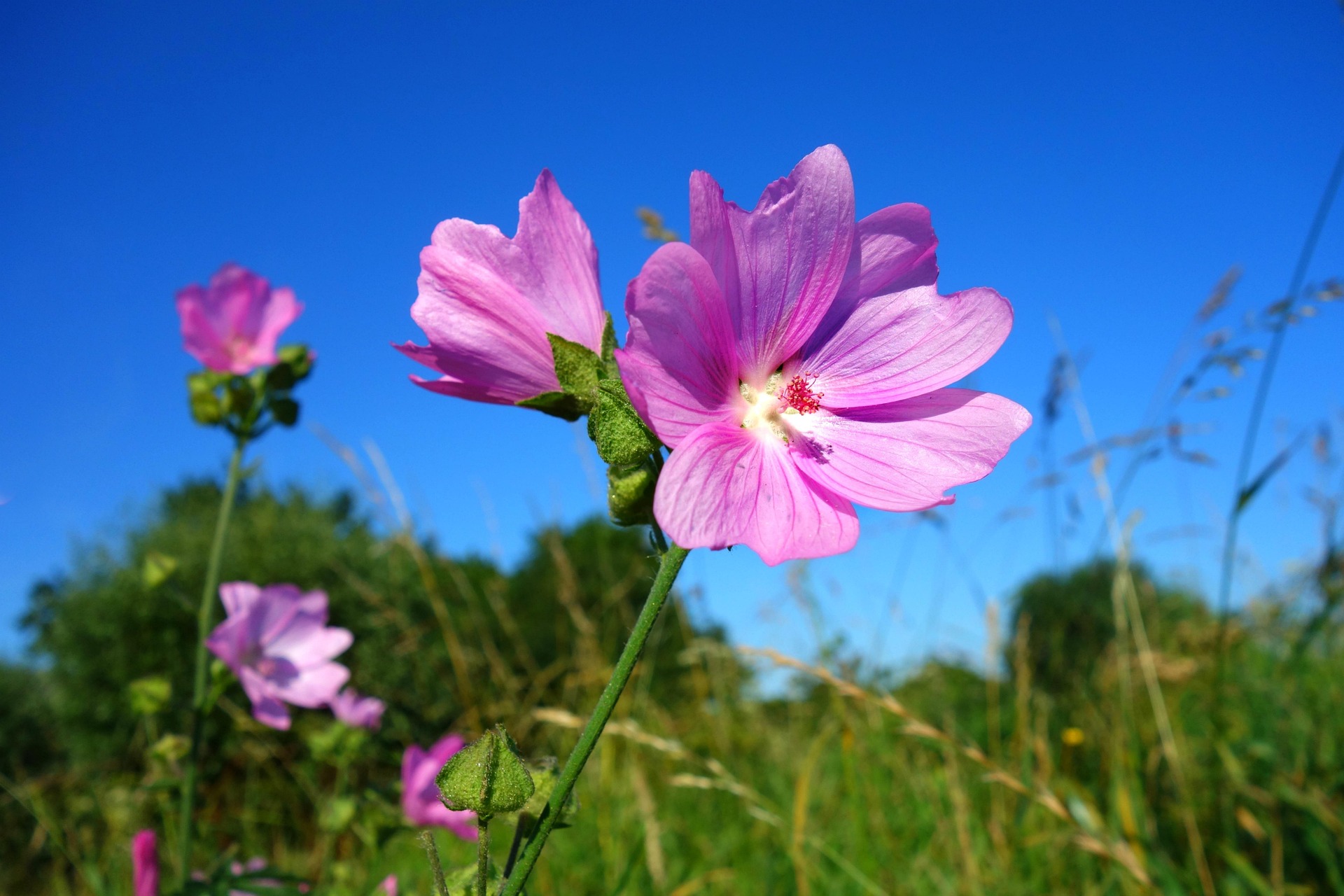 sommarbildSommarbild på blommor